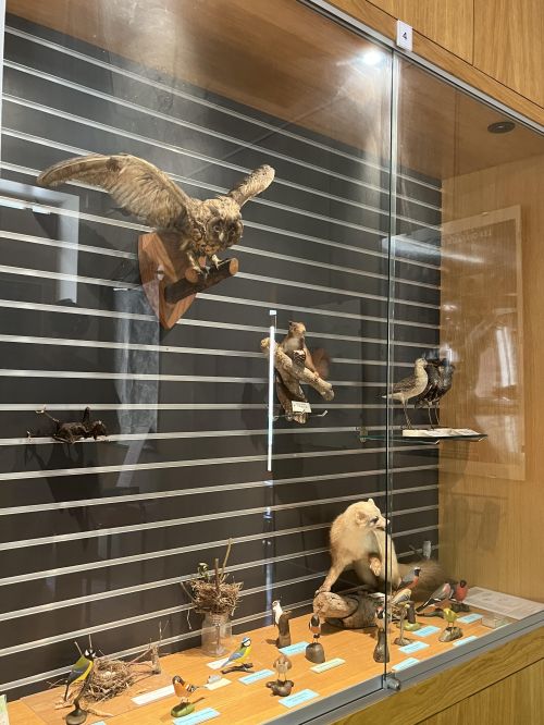 museum d'histoire naturelle Gray